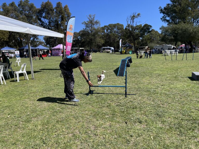 Dog agility training session at outdoor event with handler and dog.