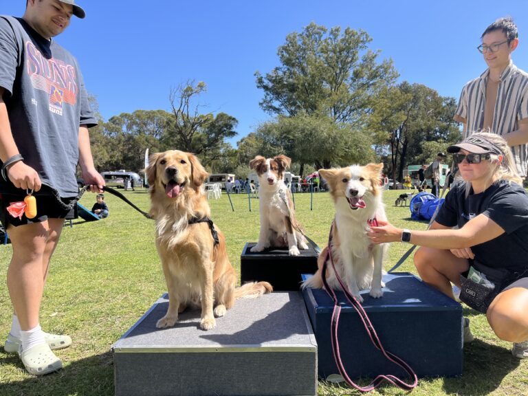Agile Dogs participating in outdoor agility training with handlers and spectators.
