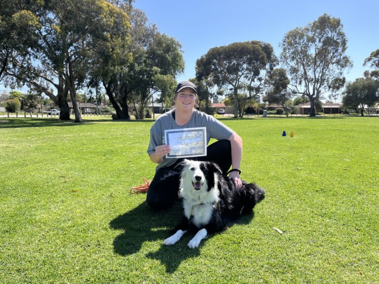 Woman with Border Collie during dog training in a sunny park.