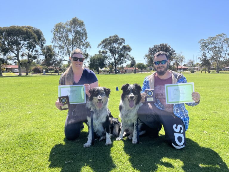 Dog training certification ceremony with two trainers and two Australian Shepherds outdoors.