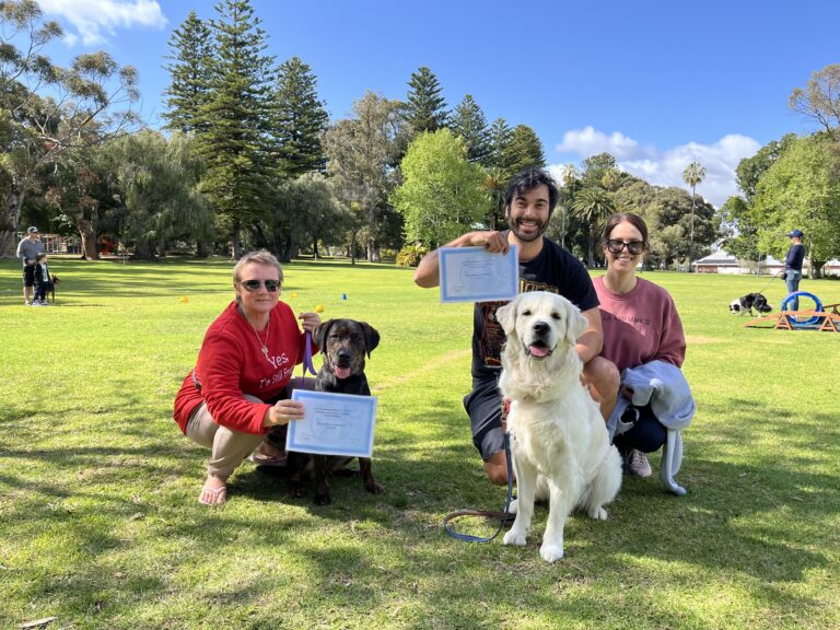 Dog training certification celebration in a park with dogs and owners.