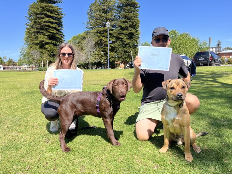 Dog training certification ceremony outdoors with two dogs and their owners holding certificates.