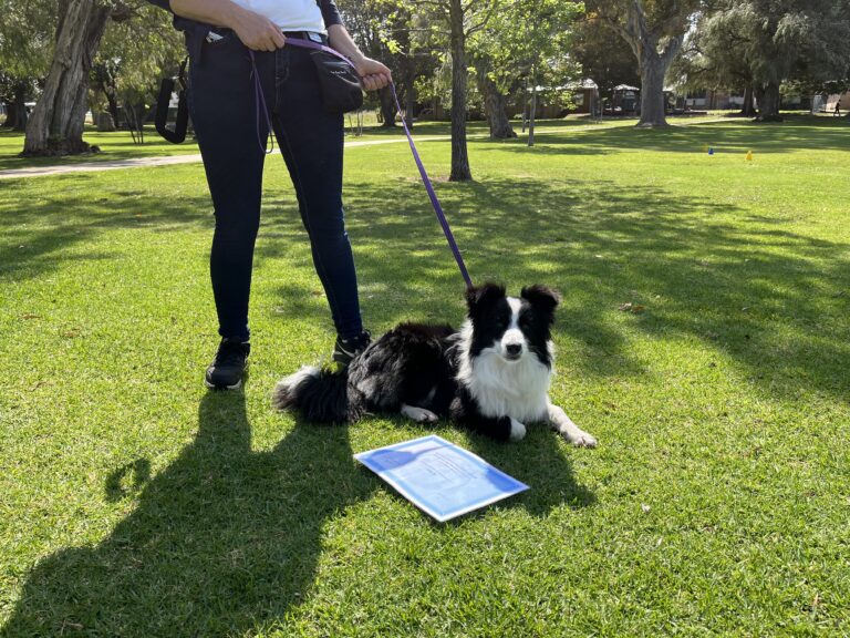 Dog training, agility, obedience, outdoor dog training, park training, agility dogs, professional do.
