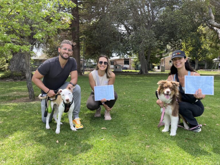 Dog training session in park with trainers and dogs, promoting agility and obedience.