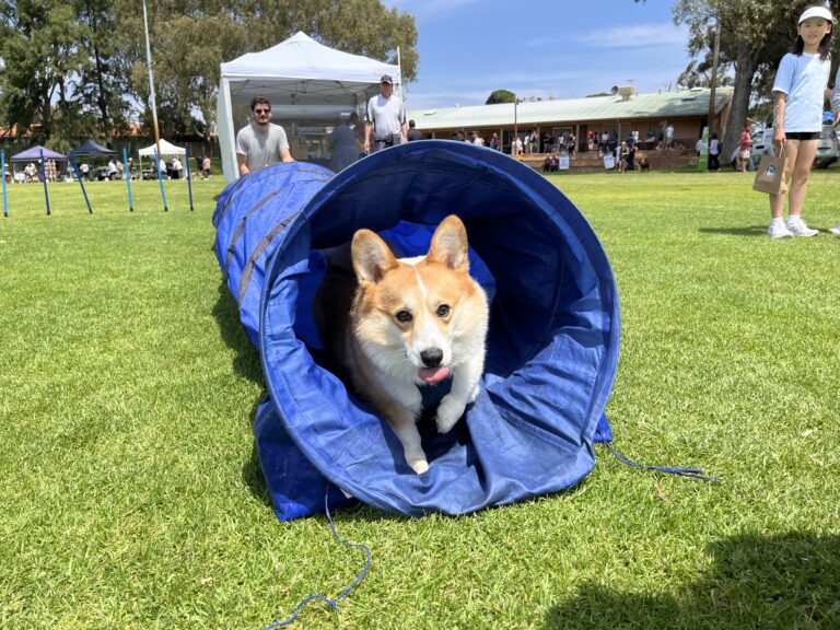 Dog emerging from agility tunnel during outdoor dog training event.