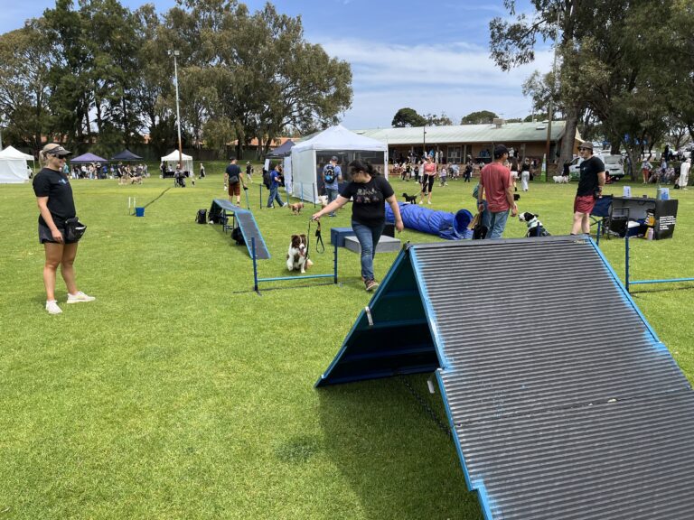 Dogs participating in agility training at Agile Dogs event in a park.
