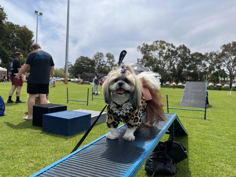 Dog agility training with a small dog on a ramp obstacle.