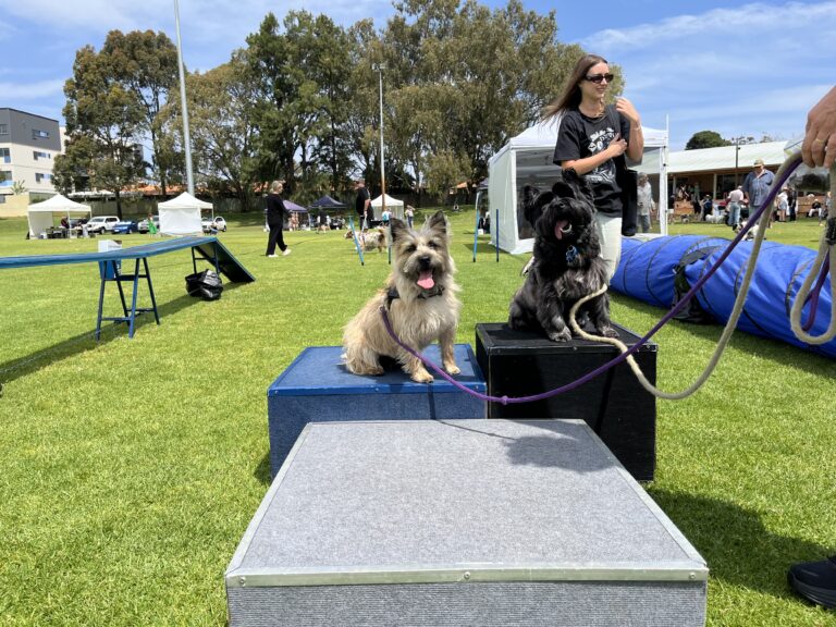 Agile Dogs dog agility training at an outdoor event with dogs on podiums.