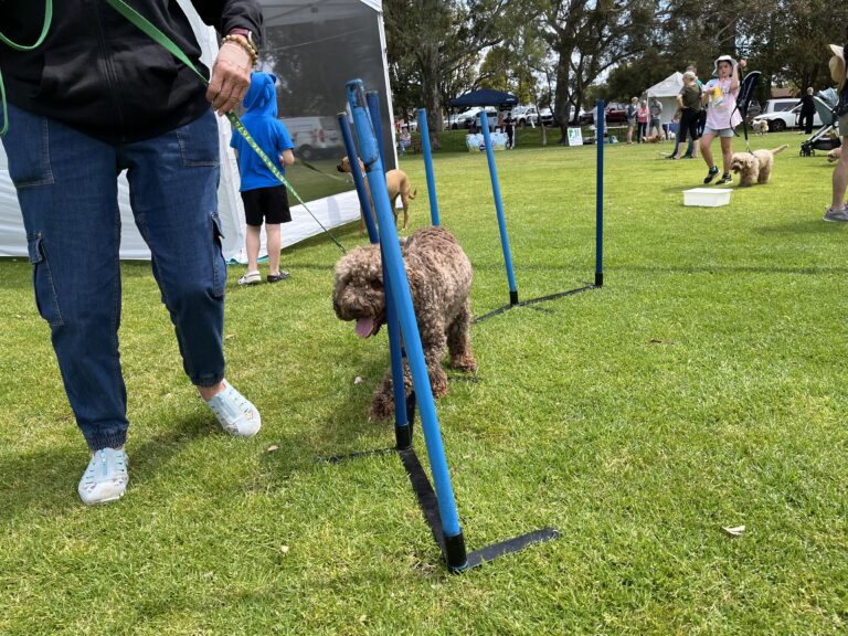 Dog navigating agility poles during training at Agile Dogs event.