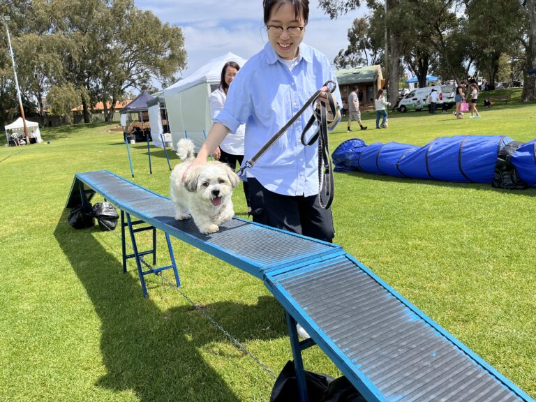 Dog agility training session with a small fluffy dog on a ramp.