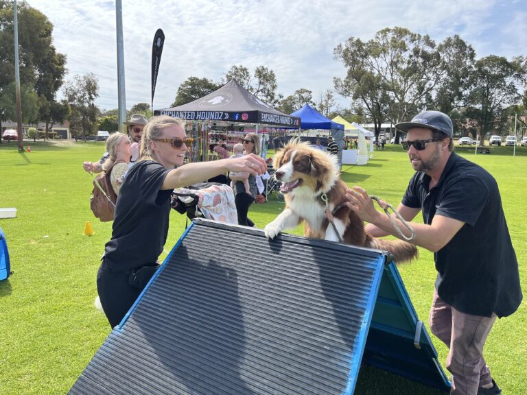 Agile Dogs participating in a community dog agility event outdoors.
