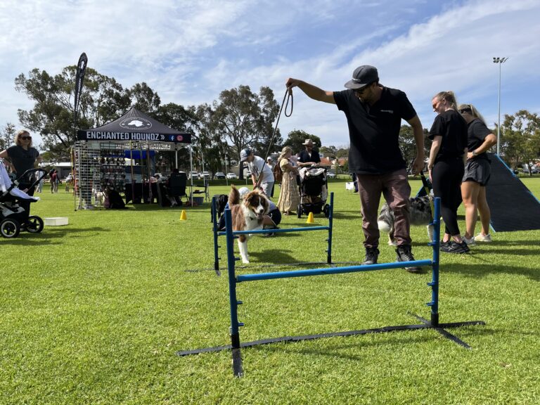 Dog agility training session at Agile Dogs event in the park.
