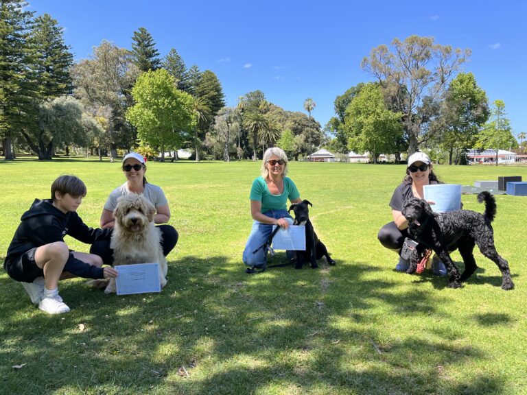 Group of people with dogs during training session in park.