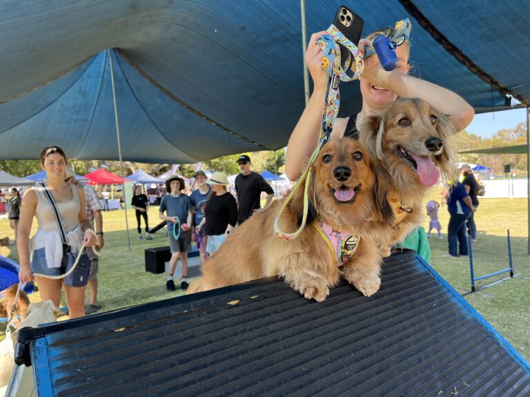 Happy dogs participating in agility training at outdoor event.