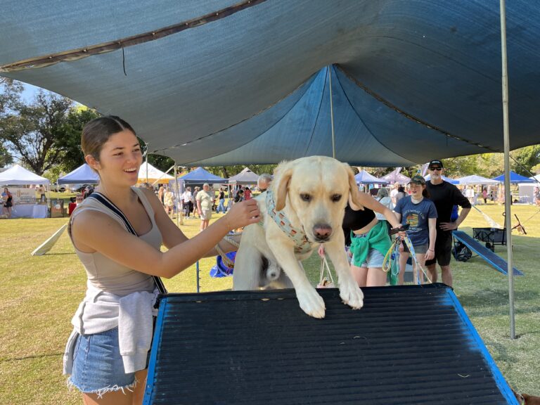 Dog agility training at outdoor event with handler and large retriever.