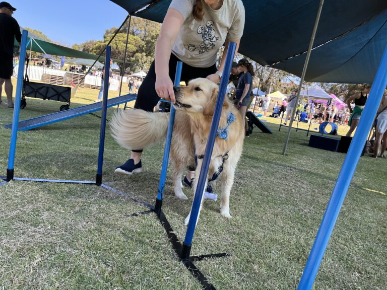 Dog agility training at an outdoor event.