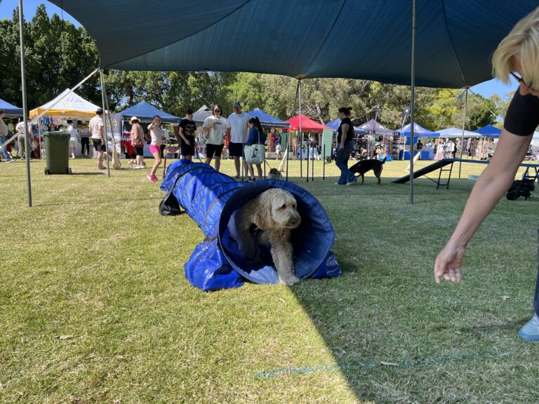 Dog participating in agility tunnel at outdoor dog event.