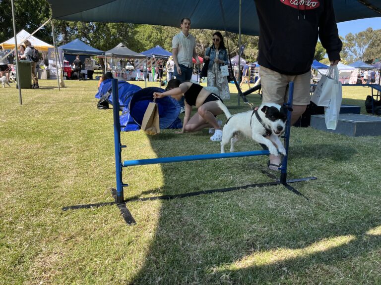 Dog jumping over agility hurdle at outdoor dog event.