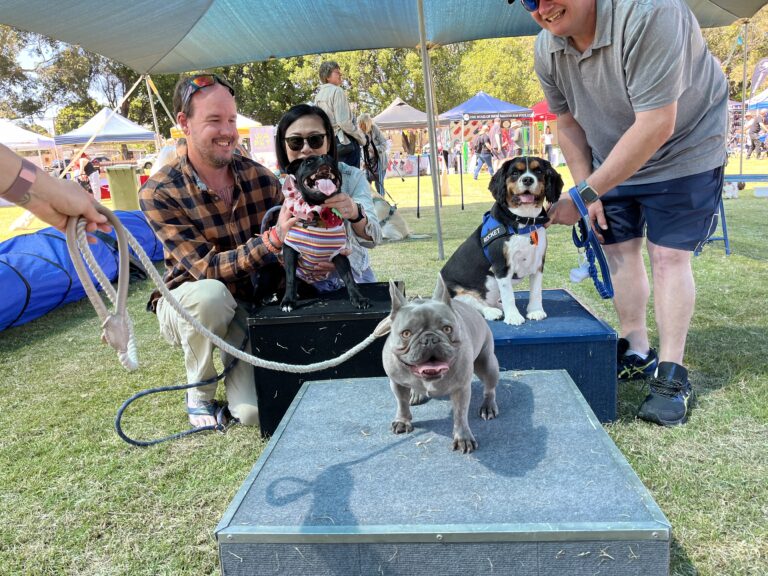 Dog agility training at Agile Dogs with happy dogs and owners in a vibrant outdoor setting.