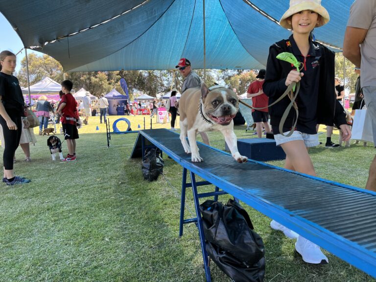 Dog agility training session with a happy dog on a ramp.