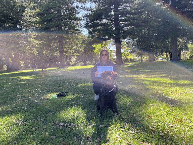 Dog training session outdoors with a woman and her Labrador Retriever.