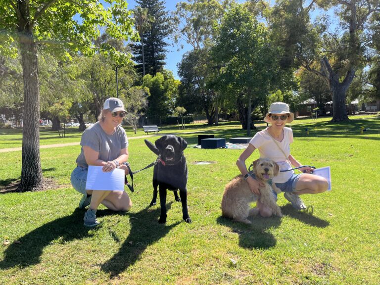 Two women with dogs during a training session in a sunny park.