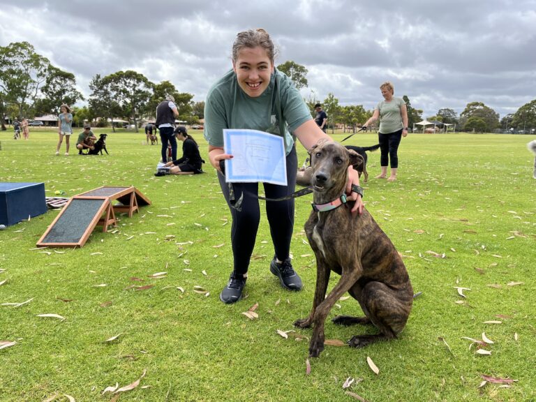Dog agility training session at Agile Dogs, showcasing teamwork and skill development.