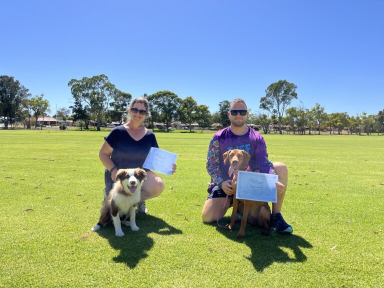 Two dogs with their owners during a dog training session in a sunny park.