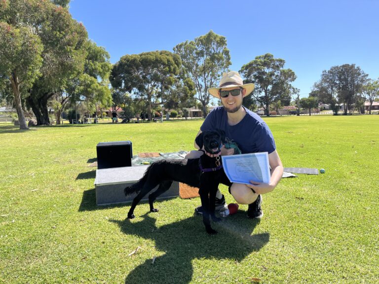 Man training black dog outdoors in park with training tools.