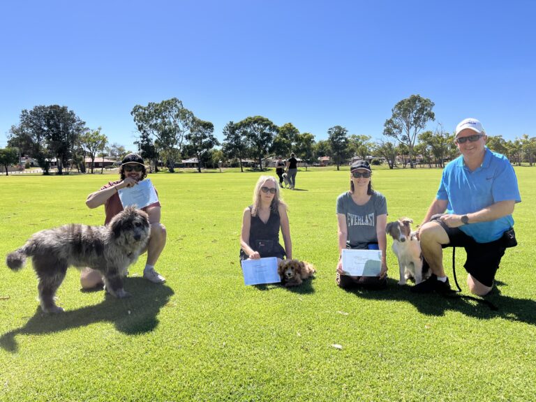 Dog agility training session outdoors on a sunny day with dogs and handlers.