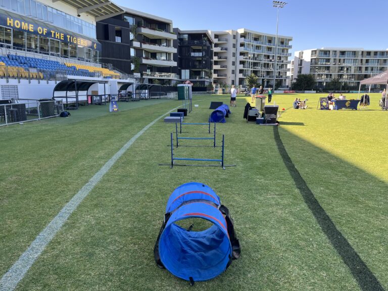 Agile Dogs training session with dogs and handlers on a sports field.