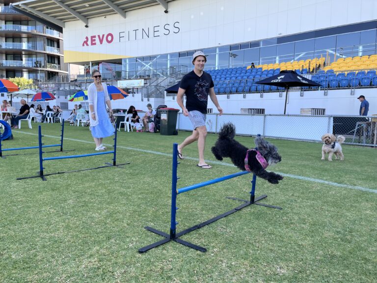 Dog agility training session at Agile Dogs, showcasing dogs jumping over hurdles outdoors.