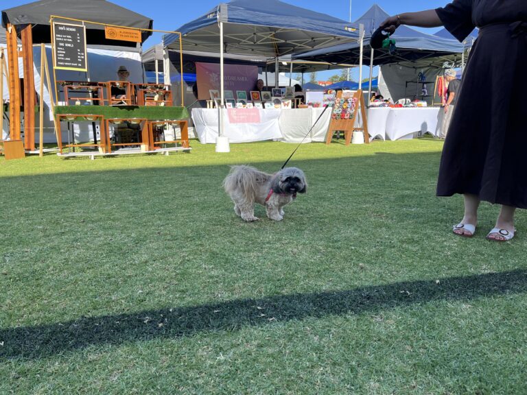 Dog at Agile Dogs outdoor event, standing on grass.