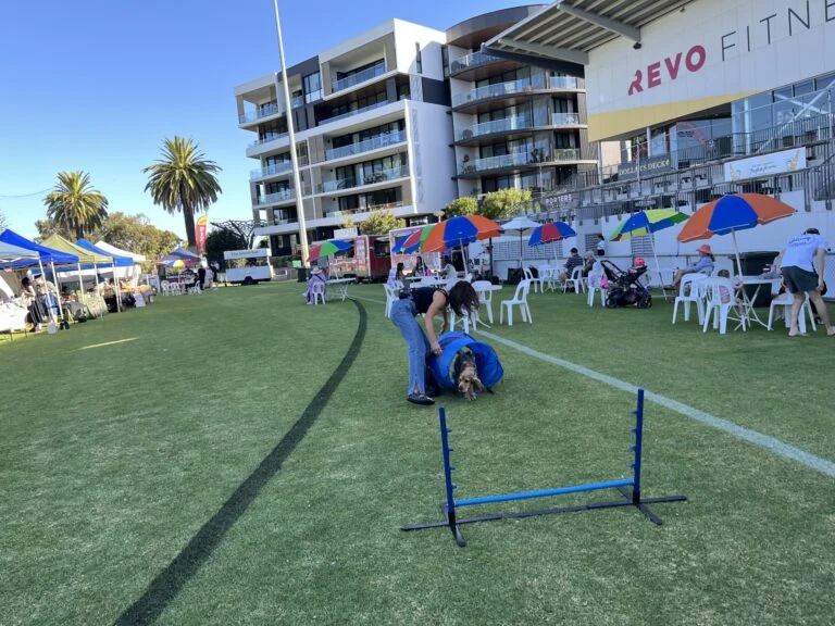 Agile Dogs participating in outdoor training at a community event.