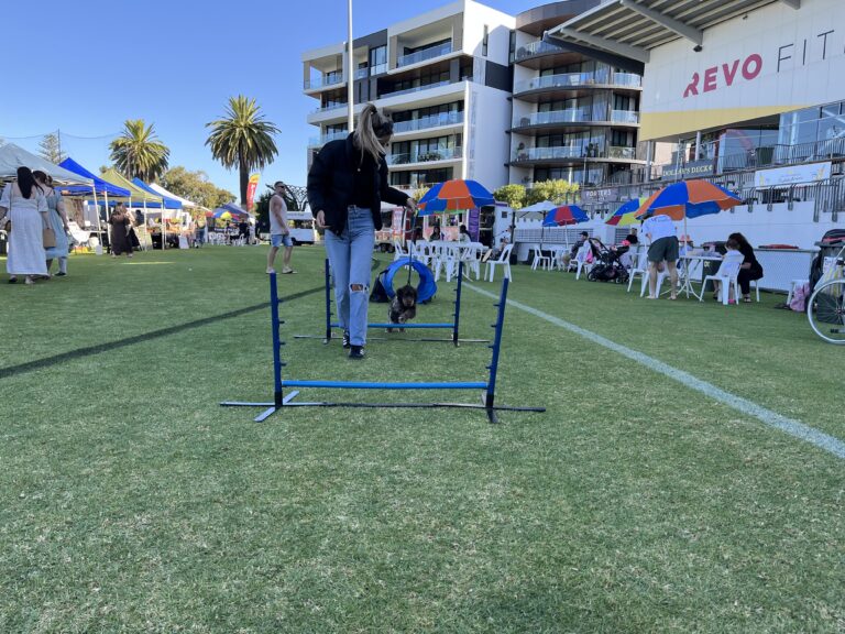 Dog jumping through agility hurdle at outdoor event.