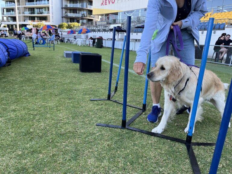 Labrador participating in agility training at Agile Dogs event.