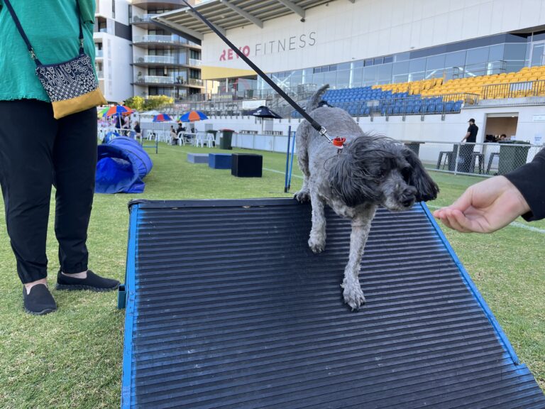 Dog navigating an agility ramp during training session.