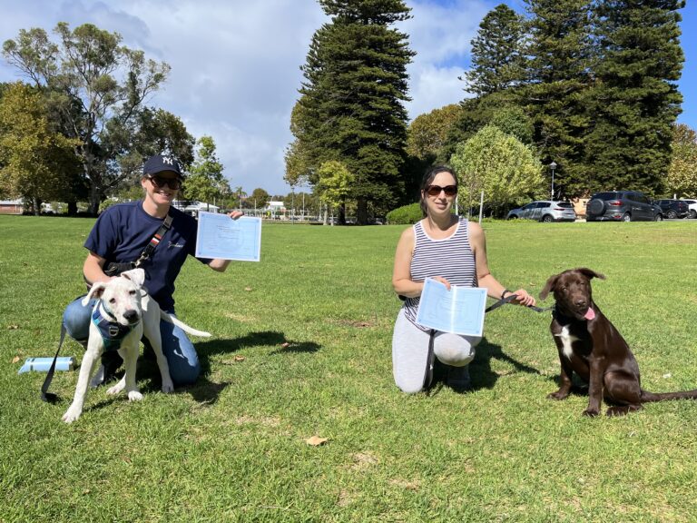 Dog training session outdoors with dogs and handlers practicing commands.