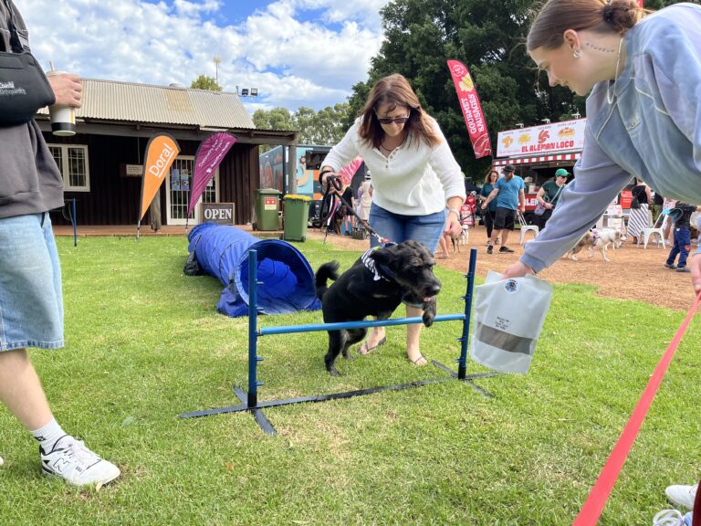 Active dog agility training session outdoors.