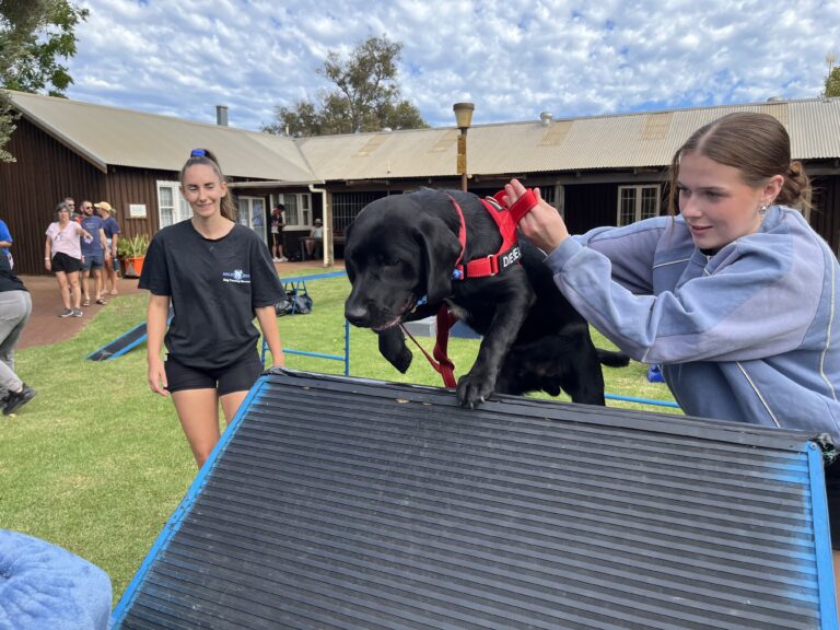 Puppy agility training with handlers at Agile Dogs facility.