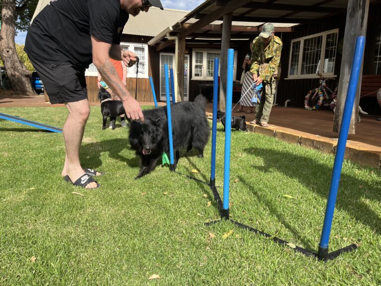 Dog navigating agility poles during training session.