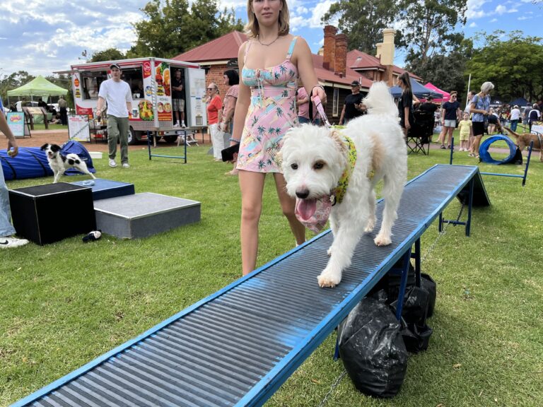 Dog agility training on a blue ramp with a happy dog and handler at an outdoor event.