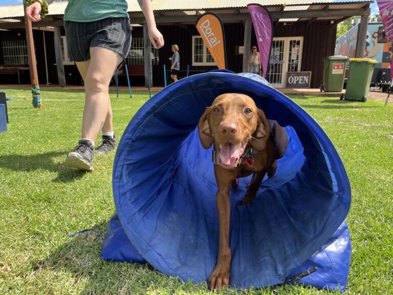 Happy dog emerging from blue agility tunnel during outdoor dog training session.