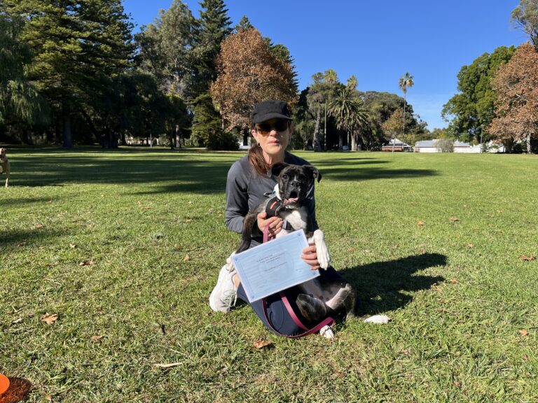 Dog training session outdoors with a trainer and a black and white dog.