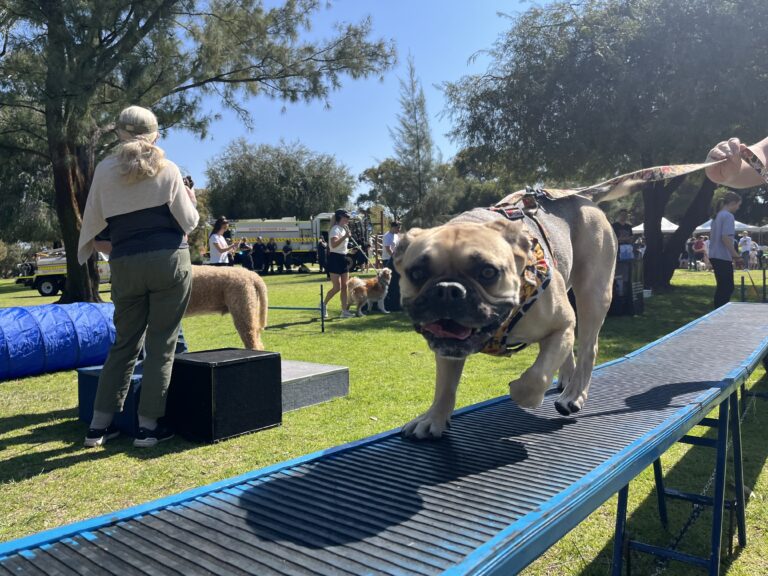 Bulldog participating in dog agility course outdoors at Agile Dogs.