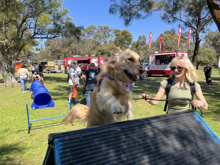 Dog agility training at an outdoor event with food trucks and spectators.
