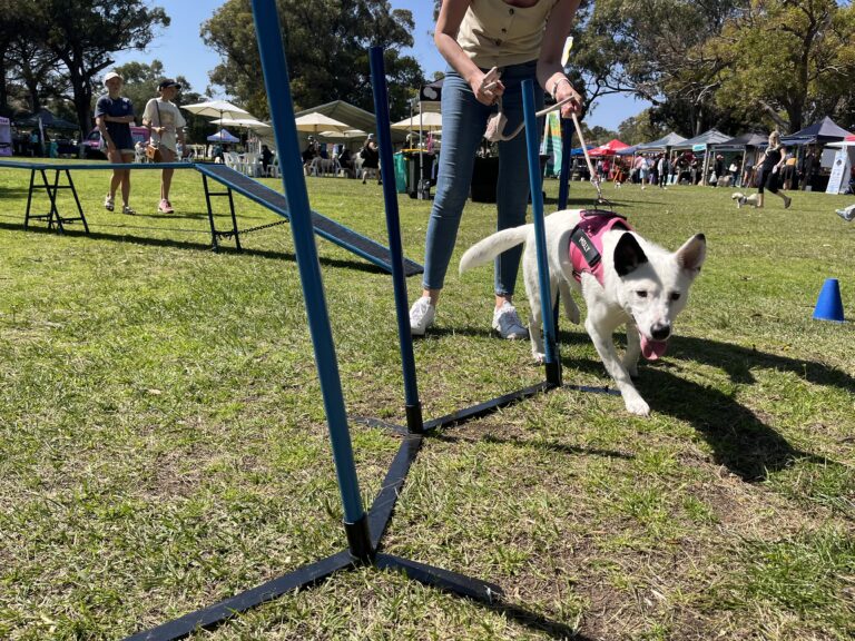 Dog navigating agility obstacle course at Agile Dogs.