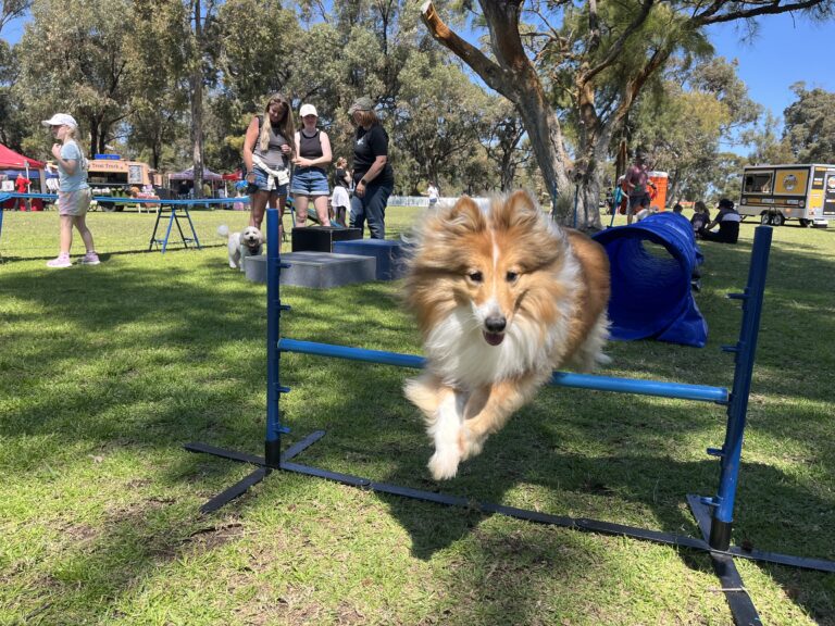 Dog jumping over agility hurdle at outdoor event.