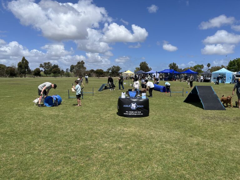 Dogs participating in agility training at outdoor event in a park.