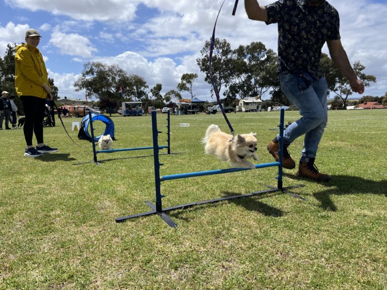 Dog jumping over agility hurdle during training session.